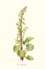 Wall Pennywort. Wild Flowers by Frederick Edward Hulme c1895 old antique print
