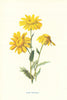 Corn Marigold. Wild Flowers by Frederick Edward Hulme c1895 antique print