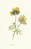 Kidney Vetch. Wild Flowers by Frederick Edward Hulme c1895 old antique print