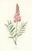 Sainfoin. Wild Flowers by Frederick Edward Hulme c1895 old antique print