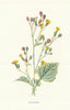 Nipplewort. Wild Flowers by Frederick Edward Hulme c1895 old antique print
