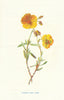 Common Rock Rose. Wild Flowers by Frederick Edward Hulme c1895 old print