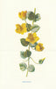 Moneywort. Wild Flowers by Frederick Edward Hulme c1895 old antique print