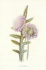 Field Scabious. Wild Flowers by Frederick Edward Hulme c1895 old antique print