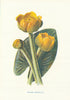 Yellow Water-Lily. Wild Flowers by Frederick Edward Hulme c1895 old print