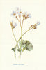 Meadow Saxifrage. Wild Flowers by Frederick Edward Hulme c1895 old print