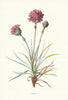 Thrift. Wild Flowers by Frederick Edward Hulme c1895 old antique print picture
