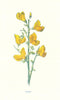 Broom. Wild Flowers by Frederick Edward Hulme c1895 old antique print picture