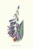 Creeping Bell-flower. Wild Flowers by Frederick Edward Hulme c1895 old print