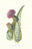 Melancholy Thistle. Wild Flowers by Frederick Edward Hulme c1895 old print
