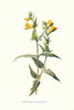 Cow-Wheat. Wild Flowers by Frederick Edward Hulme c1895 old antique print