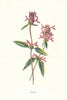 Betony. Wild Flowers by Frederick Edward Hulme c1895 old antique print picture