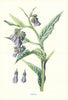 Comfrey. Wild Flowers by Frederick Edward Hulme c1895 old antique print