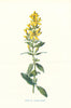 Hairy St John's Wort. Wild Flowers by Frederick Edward Hulme c1895 old print