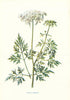 Fool's Parsley. Wild Flowers by Frederick Edward Hulme c1895 old antique print