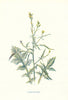 Hedge Mustard. Wild Flowers by Frederick Edward Hulme c1895 old antique print