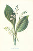 Lily of The Valley. Wild Flowers by Frederick Edward Hulme c1895 old print