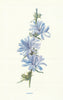 Succory. Wild Flowers by Frederick Edward Hulme c1895 old antique print