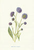 Devil's-Bit Scabious. Wild Flowers by Frederick Edward Hulme c1895 old print