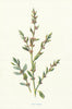 Knot-Grass. Wild Flowers by Frederick Edward Hulme c1895 old antique print