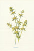 Cross-Wort. Wild Flowers by Frederick Edward Hulme c1895 old antique print