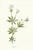 Woodruff. Wild Flowers by Frederick Edward Hulme c1895 old antique print