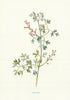 Fumitory. Wild Flowers by Frederick Edward Hulme c1895 old antique print