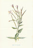 Small Willow-Herb. Wild Flowers by Frederick Edward Hulme c1895 old print