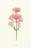 Red Valerian. Wild Flowers by Frederick Edward Hulme c1895 old antique print