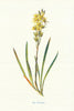 Bog Asphodel. Wild Flowers by Frederick Edward Hulme c1895 old antique print