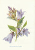 Nettle-Leaved Bell-Flower. Wild Flowers by Frederick Edward Hulme c1895 print