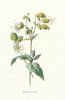Bladder Campion. Wild Flowers by Frederick Edward Hulme c1895 old print