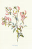 Rest-Harrow. Wild Flowers by Frederick Edward Hulme c1895 old antique print