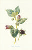 Deadly Nightshade. Wild Flowers by Frederick Edward Hulme c1895 old print
