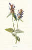 Self-Heal. Wild Flowers by Frederick Edward Hulme c1895 old antique print