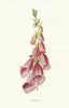 Foxglove. Wild Flowers by Frederick Edward Hulme c1895 old antique print