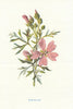 Musk-Mallow. Wild Flowers by Frederick Edward Hulme c1895 old antique print