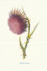 Nodding Thistle. Wild Flowers by Frederick Edward Hulme c1895 old print