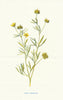 Corn Crowfoot. Wild Flowers by Frederick Edward Hulme c1895 old antique print