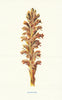 Broom Rape. Wild Flowers by Frederick Edward Hulme c1895 old antique print