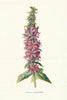 Purple Loose-Strife. Wild Flowers by Frederick Edward Hulme c1895 old print