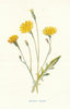 Autumnal Hawk-Bit. Wild Flowers by Frederick Edward Hulme c1895 old print