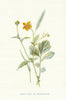 Wood or Common Avens. Wild Flowers by Frederick Edward Hulme c1895 old print