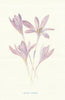 Meadow Saffron. Wild Flowers by Frederick Edward Hulme c1895 old antique print