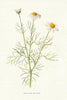 Scentless Mayweed. Wild Flowers by Frederick Edward Hulme c1895 old print