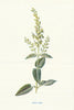 Wood Sage. Wild Flowers by Frederick Edward Hulme c1895 old antique print