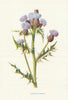 Creeping Thistle. Wild Flowers by Frederick Edward Hulme c1895 old print