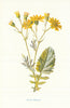 Water-Ragwort. Wild Flowers by Frederick Edward Hulme c1895 old antique print