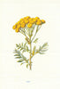 Tansy. Wild Flowers by Frederick Edward Hulme c1895 old antique print picture