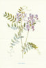 Wood-Vetch. Wild Flowers by Frederick Edward Hulme c1895 old antique print